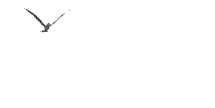 gaivota imagens-animadas-gif